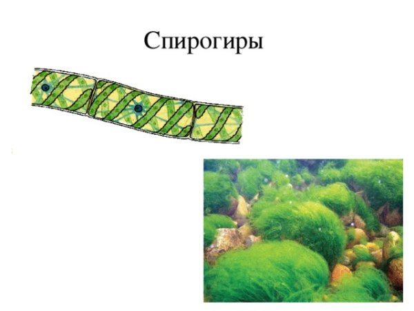 Нитчатая водоросль спирогира