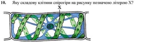 Клетки спирогиры функции