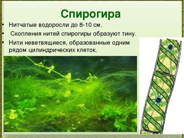 Конъюгация у спирогиры цикл