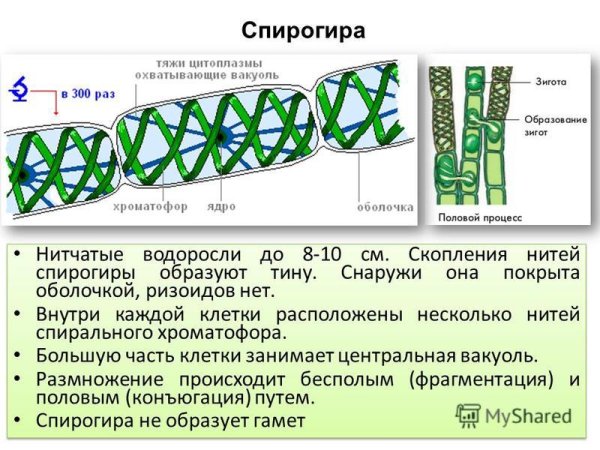 Строение спирогиры рисунок с подписями