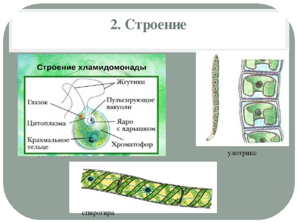 Одна клетка спирогиры под микроскопом