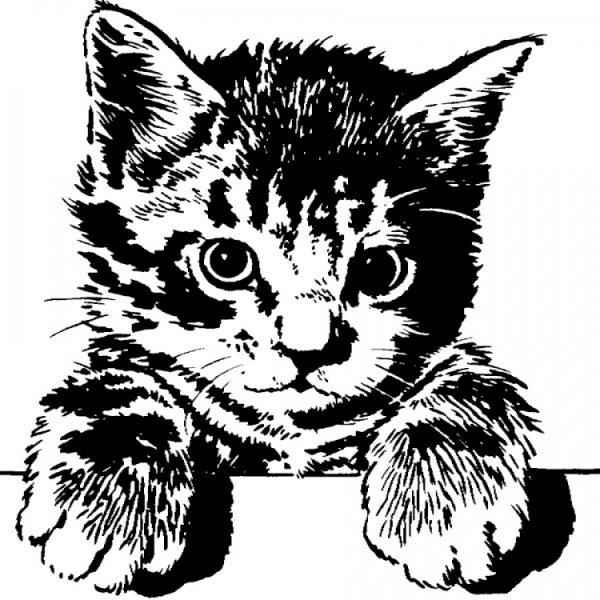 Растровые изображения котов