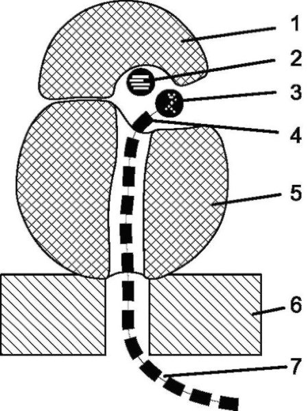 Схема рибосомы клетки