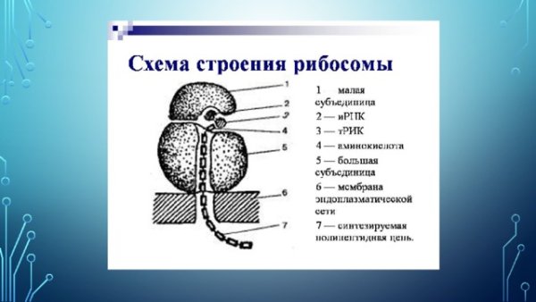 Строение рибосомы без подписей