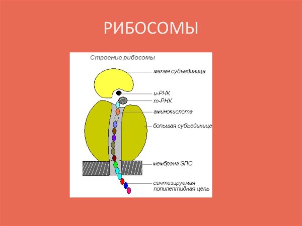 Рибосомы рисунок с подписями схематично