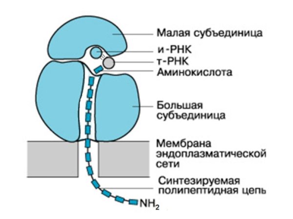Рибосомы схематический рисунок
