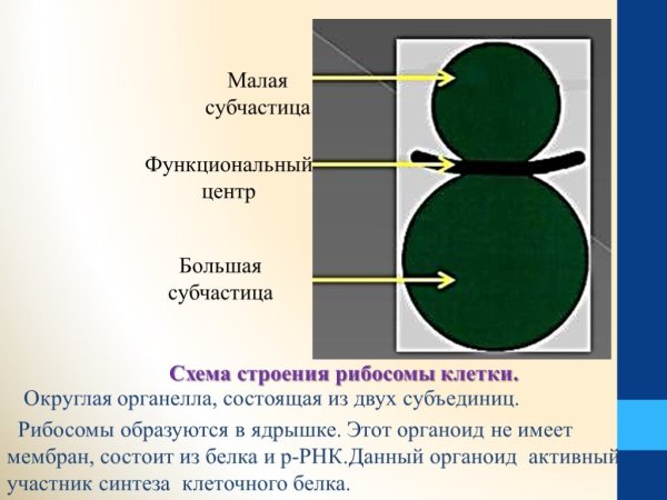 Строение рибосомы без подписей
