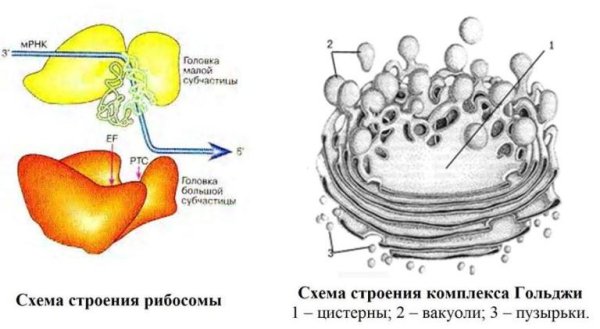 Строение рибосомы