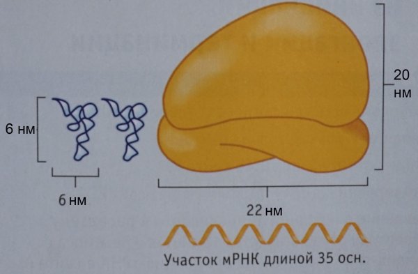 Большая субъединица рибосомы строение