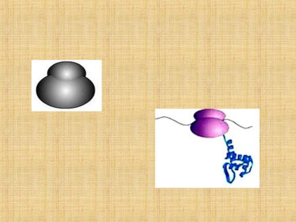 Схема строения рибосомы