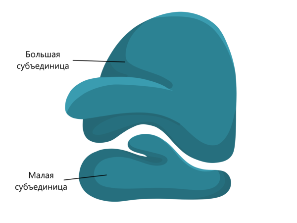 Клеточная структура рибосомы