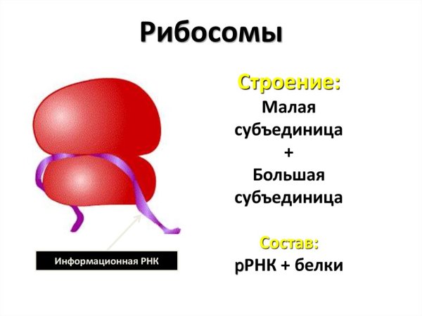 Строение рибосомы