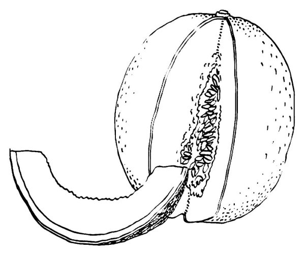 Дыня картинка раскраска