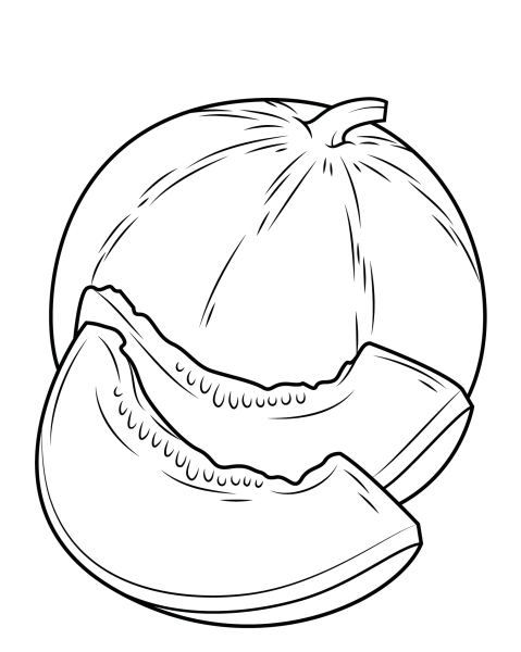 Дыня контур