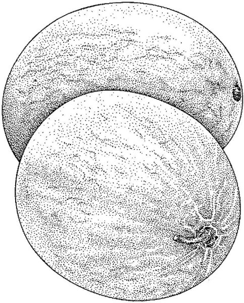 Дыня контур