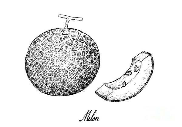 Эскизы Melon