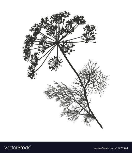 Укроп раскраска для детей