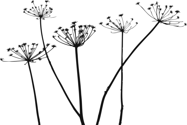 Укроп силуэт