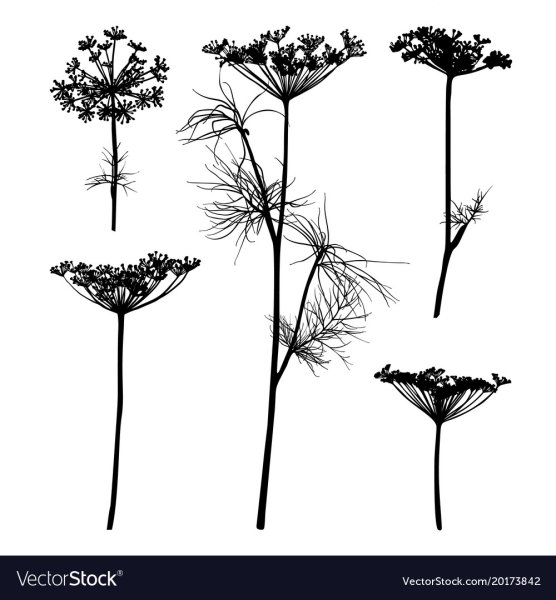 Укроп силуэт