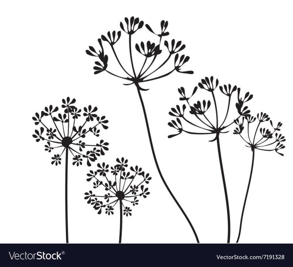 Укроп силуэт