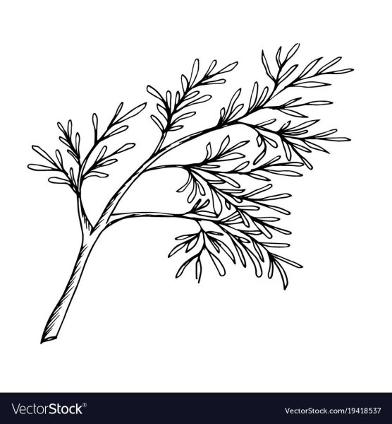 Укроп раскраска