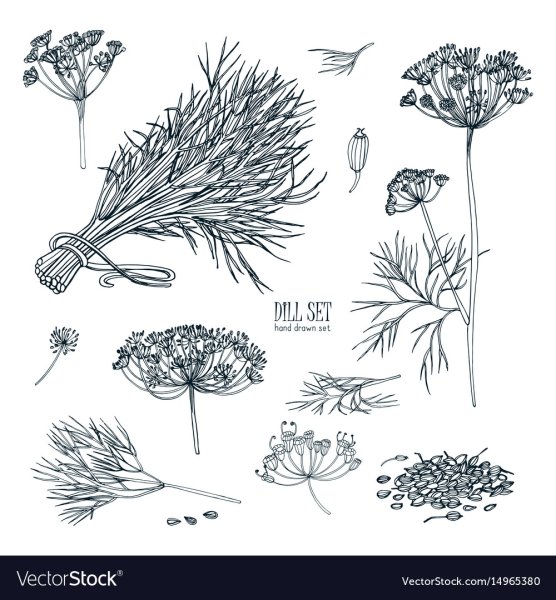 Укроп Графика