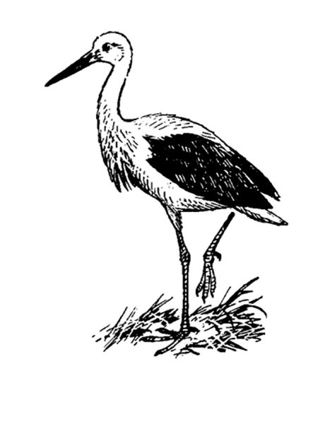 Аист раскраска