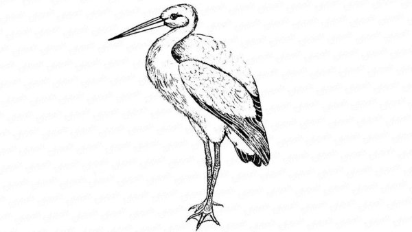 Аист раскраска для детей