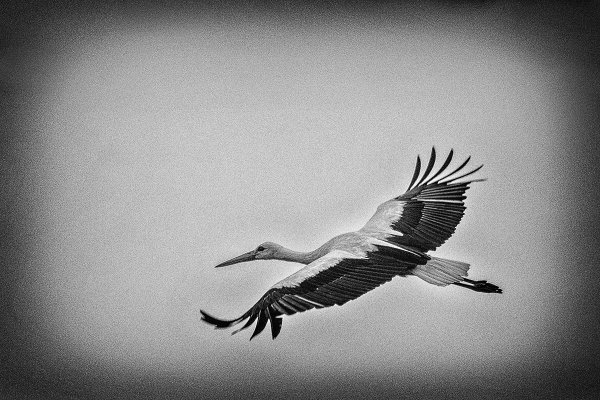 Журавли трафарет