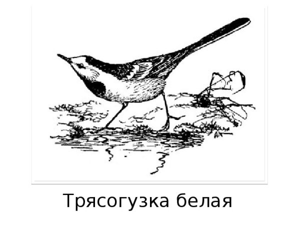 Трясогузка раскраска для детей