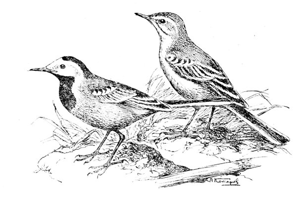 Белая трясогузка