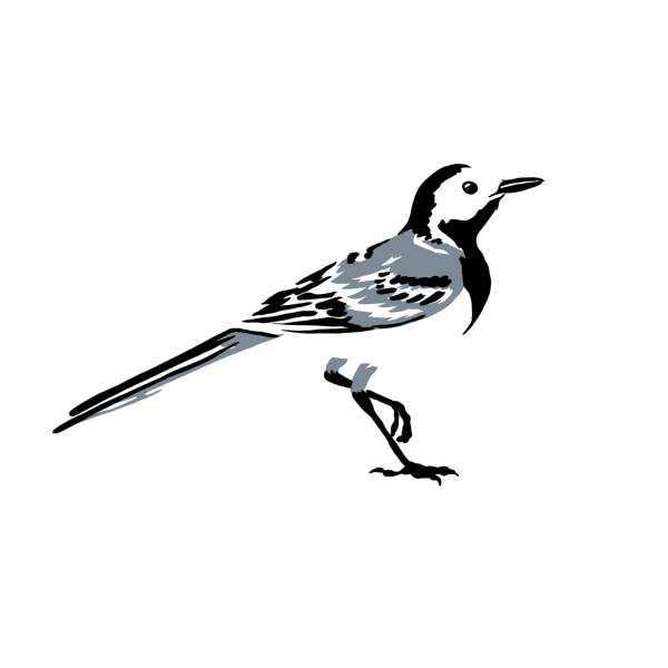 Трясогузка на белом фоне