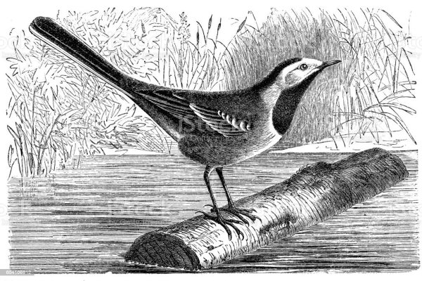 Трясогузка карандашом