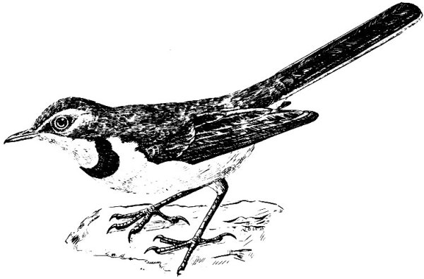 Мадагаскарская трясогузка