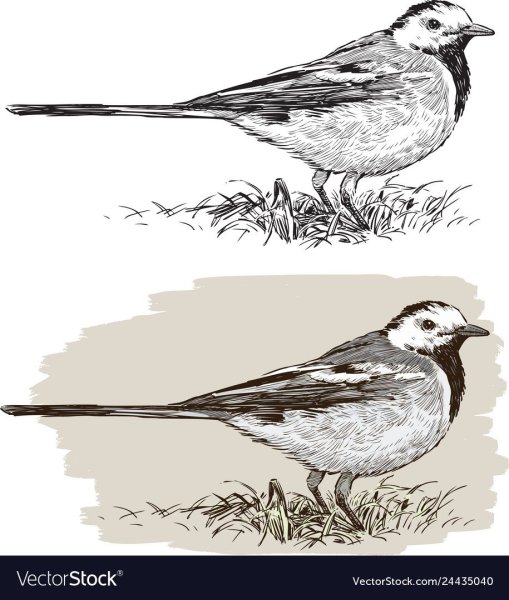 Трясогузка раскраска для детей