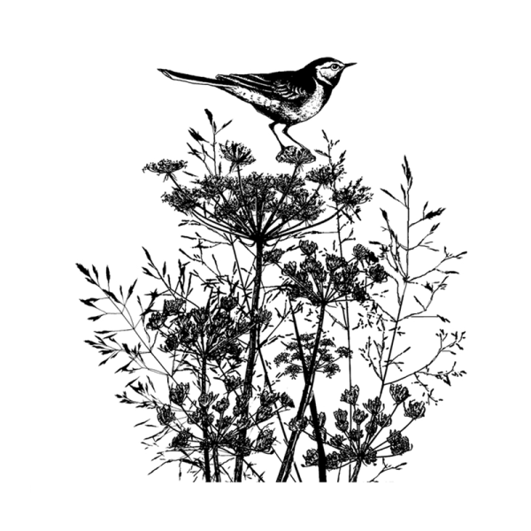 Трясогузка раскраска