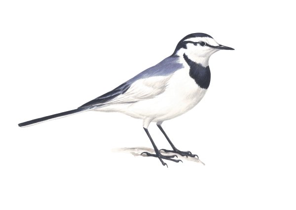 Трясогузка на прозрачном фоне