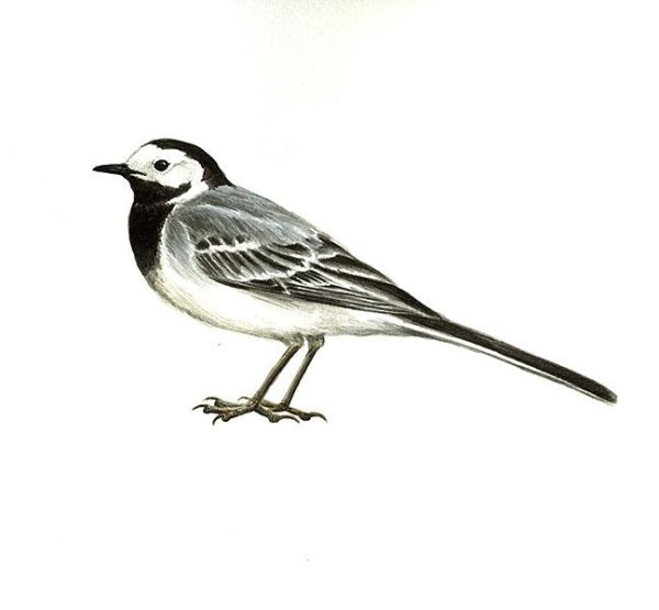 Трясогузка Перелетная птица