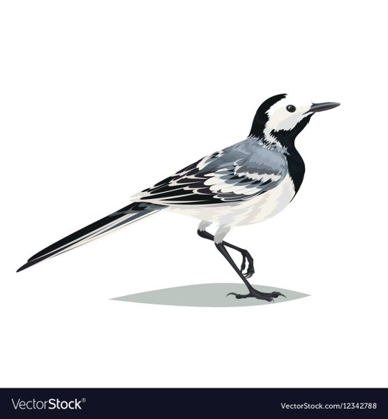 Белая трясогузка на белом фоне