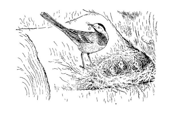 Трясогузка рисунок