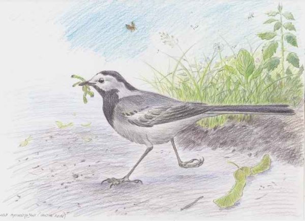 Трясогузка пришвин иллюстрации