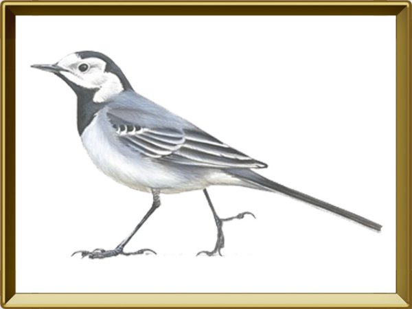 Трясогузка карточка для детей