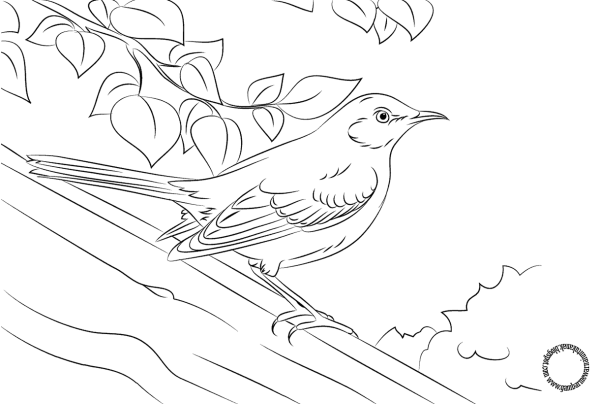 Трясогузка раскраска для детей