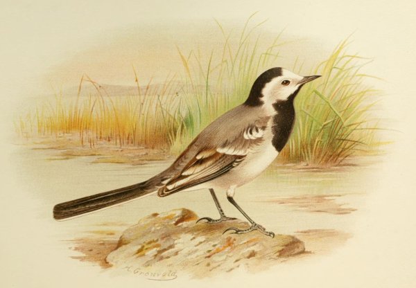 Трясогузка рисунок для детей