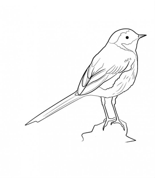 Перелетные птицы Раскрасск