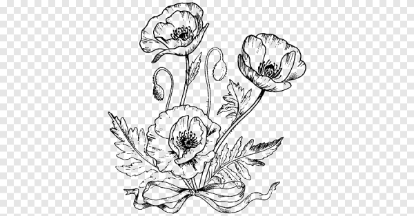 Нарисова полевой Мак