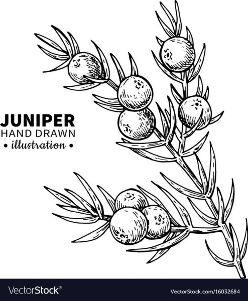 Можжевельник рисунок