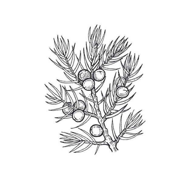 Тисс ягодный ветка