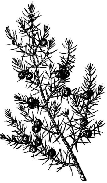 Хвойные кустарники можжевельник