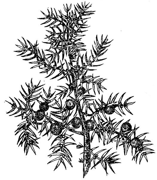 Тис ягодный и можжевельник обыкновенный